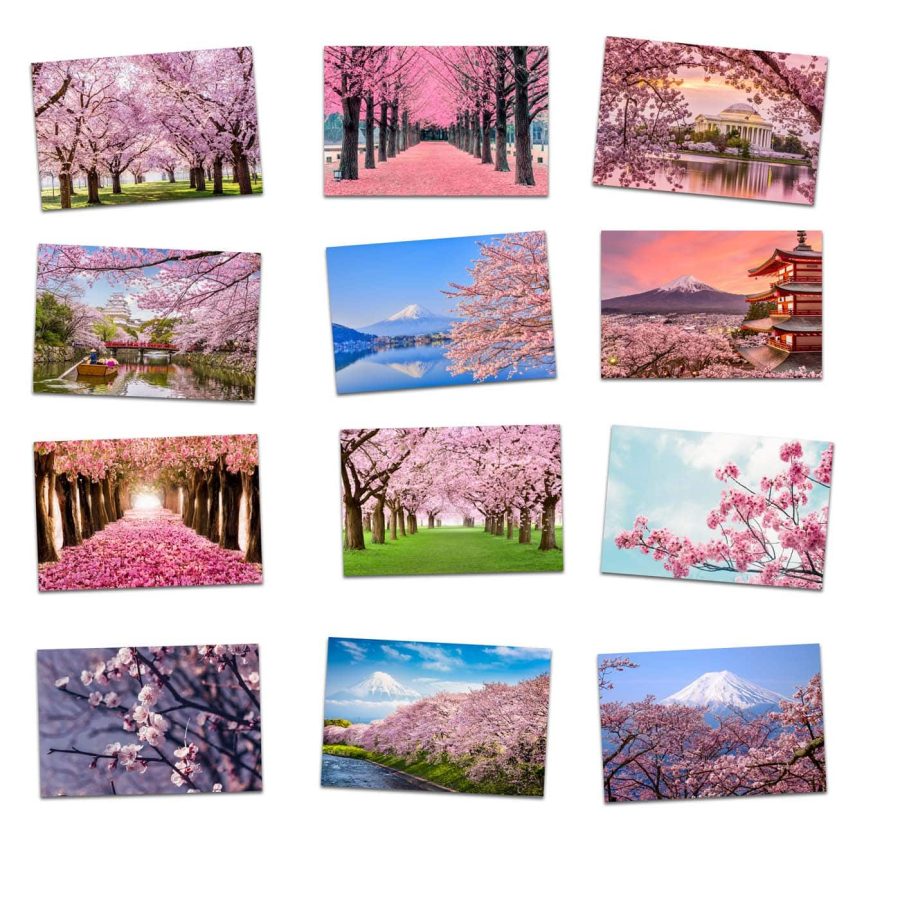 Cherry Blossom Set of 12 PhotoCards