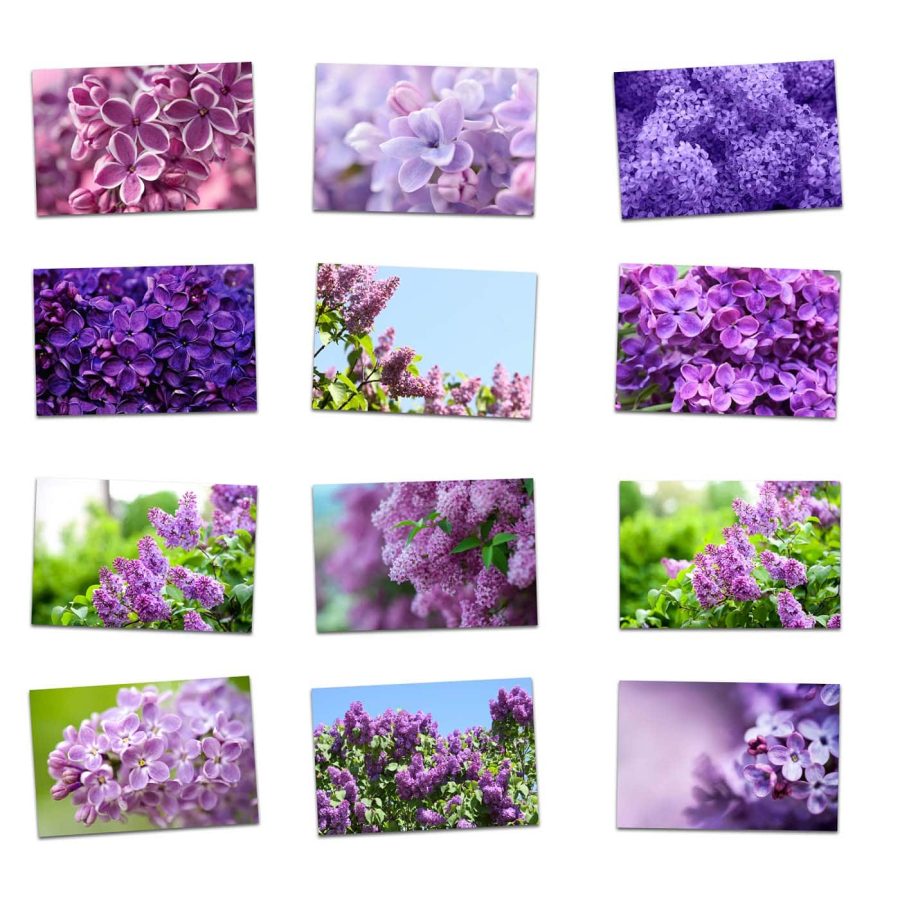 Lilac Set of 12 PhotoCards