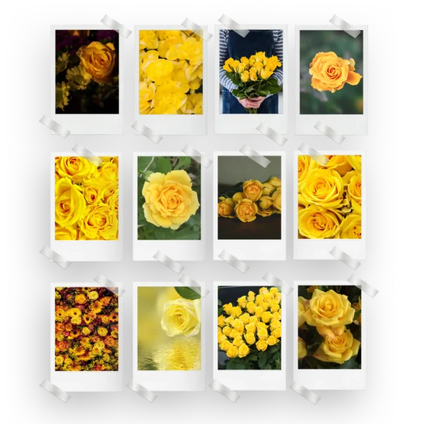 Yellow Roses Prints Set of 12