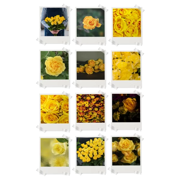 Yellow Roses Prints Set of 12