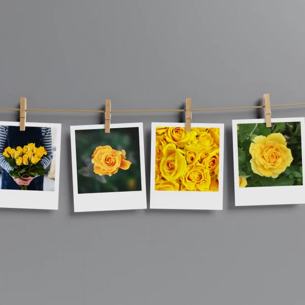 Yellow Roses Prints Set of 12