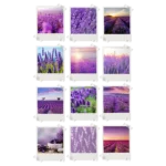 Lavender Aesthetics Polaroids Pack of 12