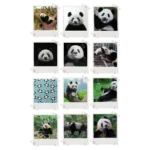 Panda Polaroids Pack of 12