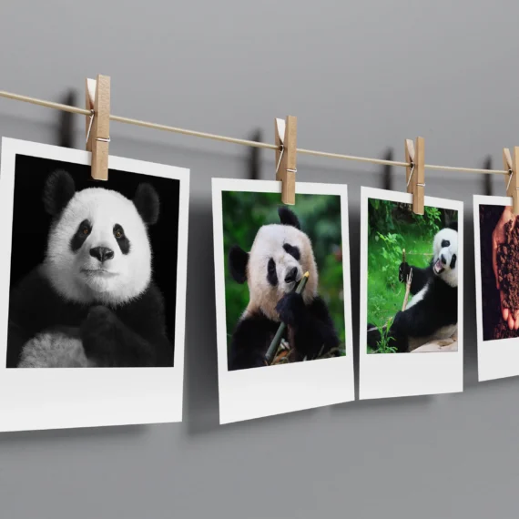 Panda Polaroids Pack of 12