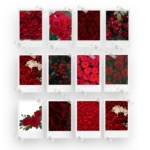 Red Roses Polaroids Set of 12