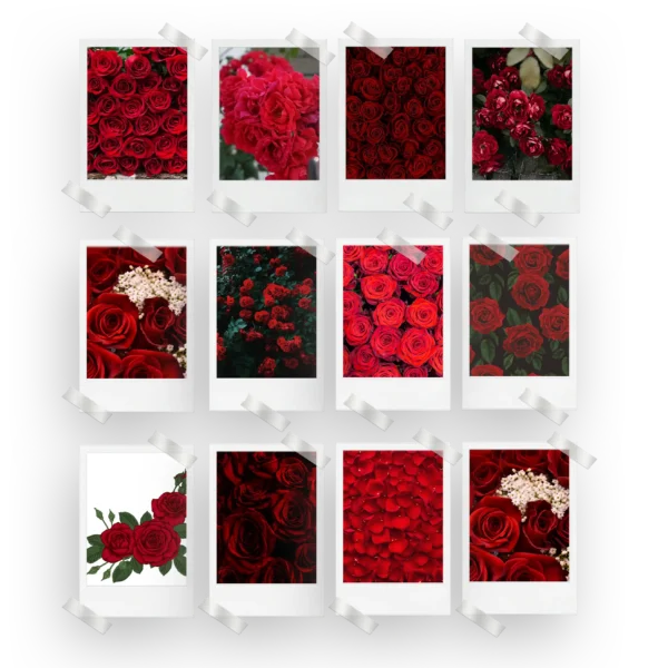 Red Roses Prints Set of 12