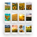 Sunflowers Polaroids Set of 12