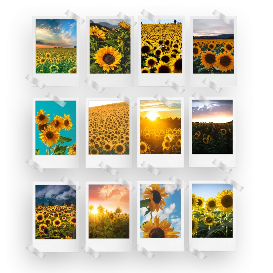 Sunflowers Polaroids Set of 12