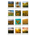 Sunflowers Polaroids Set of 12