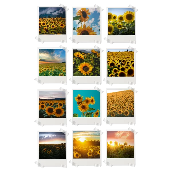 Sunflowers Polaroids Set of 12