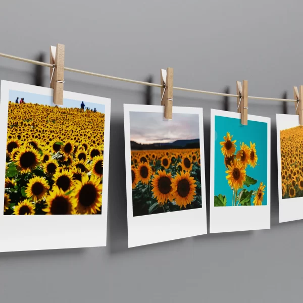 Sunflowers Polaroids Set of 12