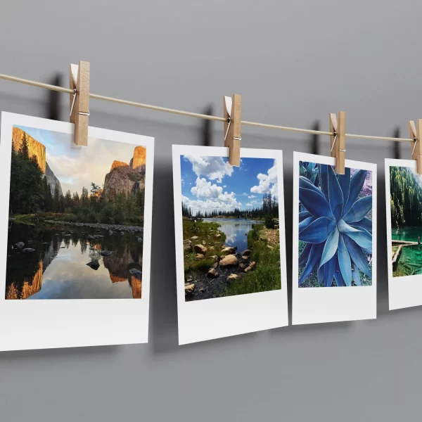 Nature Prints Set of 12