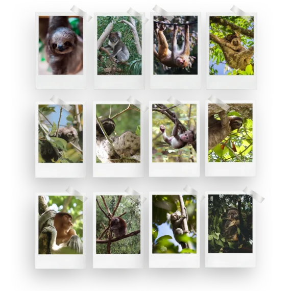 Sloth Polaroids Set of 12