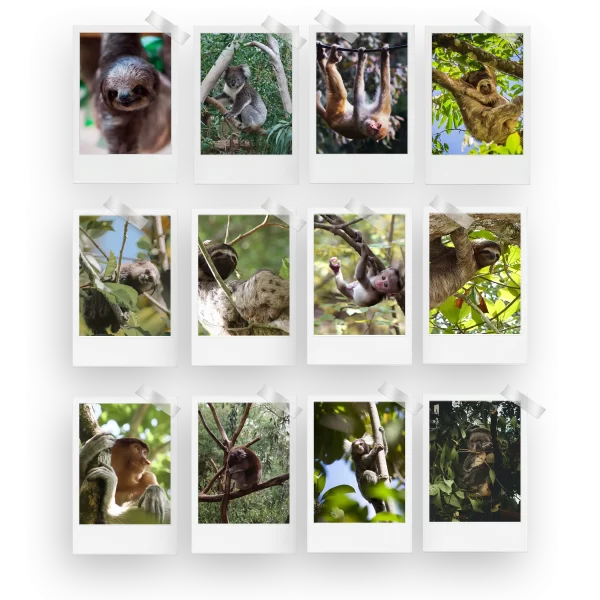 Sloth Polaroids Set of 12