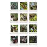 Sloth Polaroids Set of 12