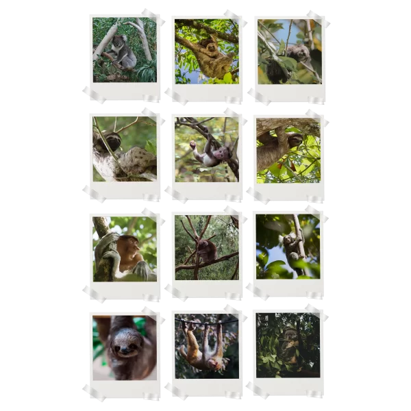 Sloth Polaroids Set of 12