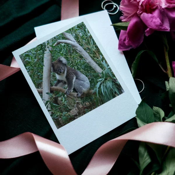 Sloth Polaroids Set of 12