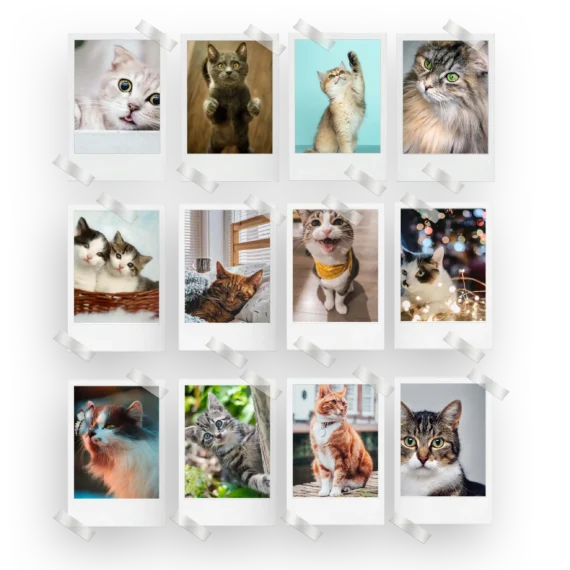 Cats Polaroids Set of 12