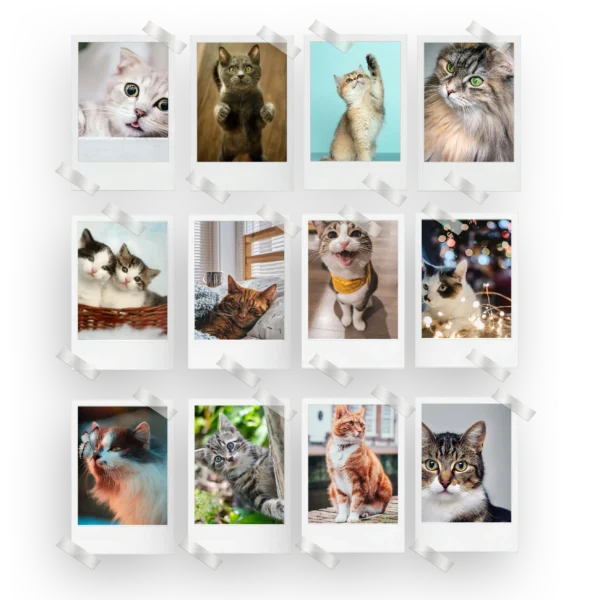 Cats Polaroids Set of 12