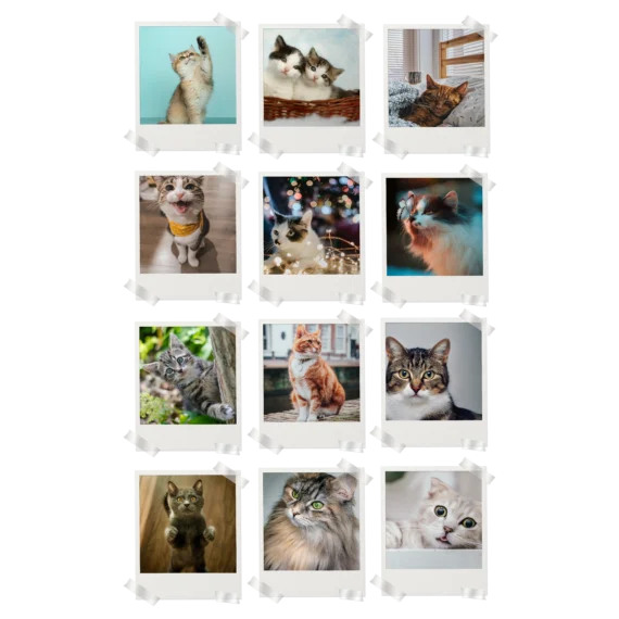 Cats Polaroids Set of 12