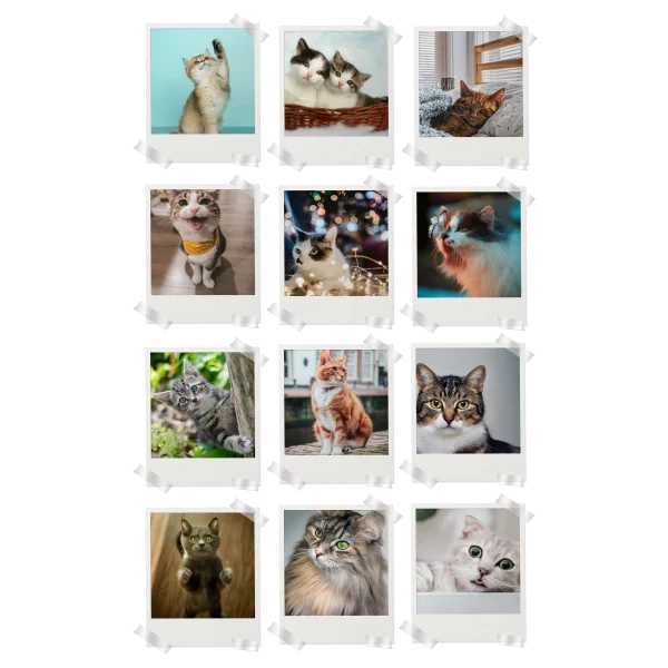 Cats Polaroids Set of 12