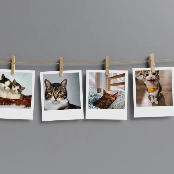 Cats Polaroids Set of 12