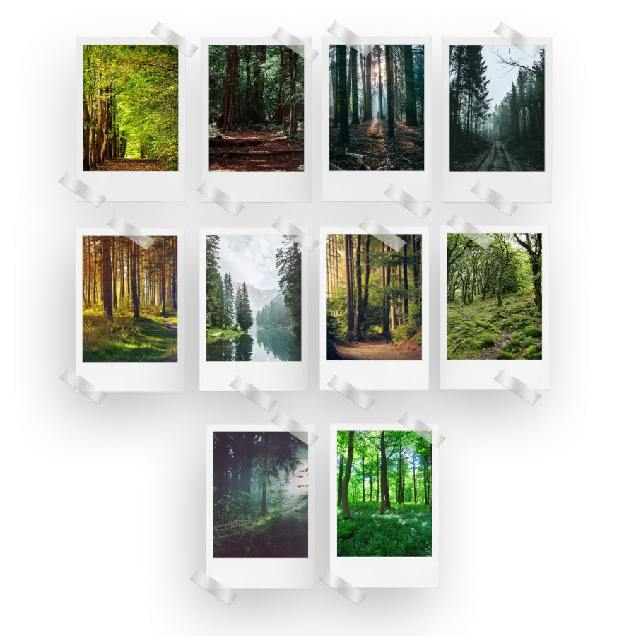 Forest Polaroids Set of 10