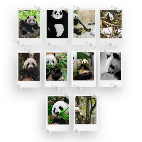 Panda Polaroids Set of 10