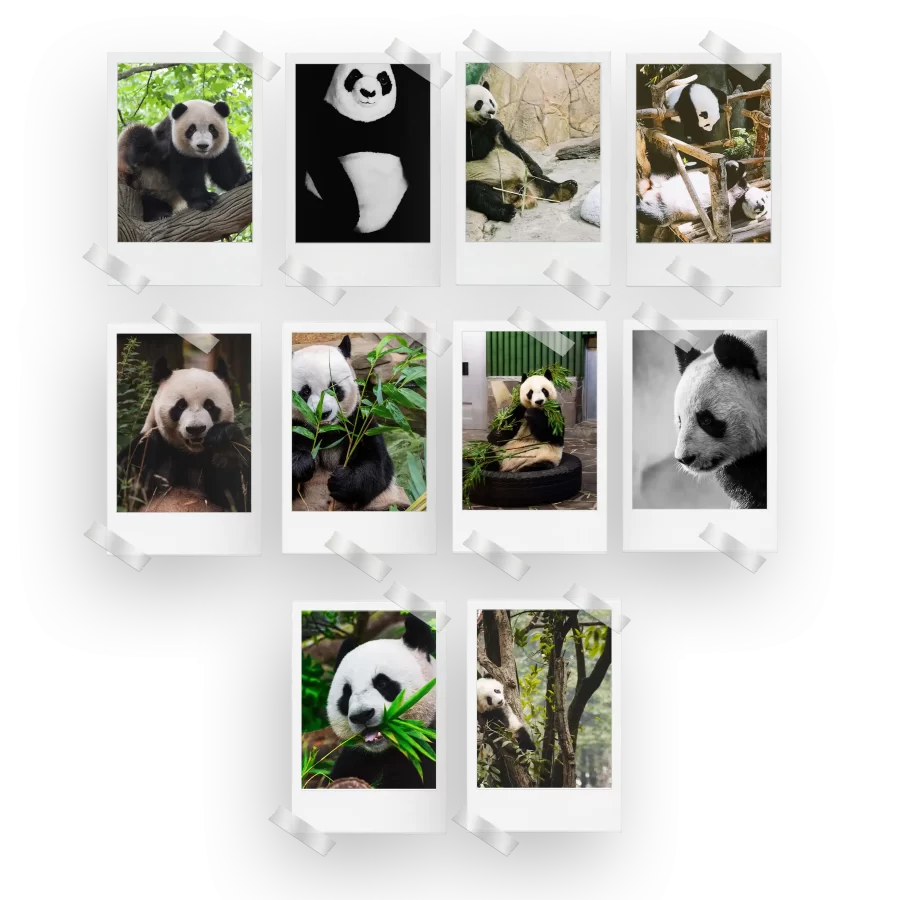 Panda Polaroids Set of 10