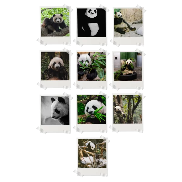 Panda Polaroids Set of 10