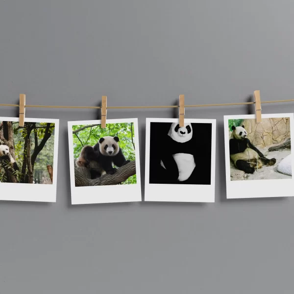 Panda Polaroids Set of 10