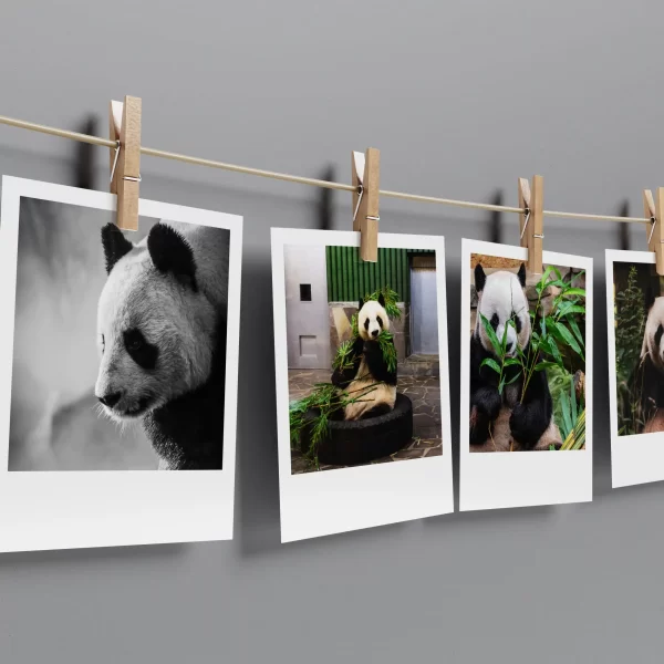 Panda Polaroids Set of 10