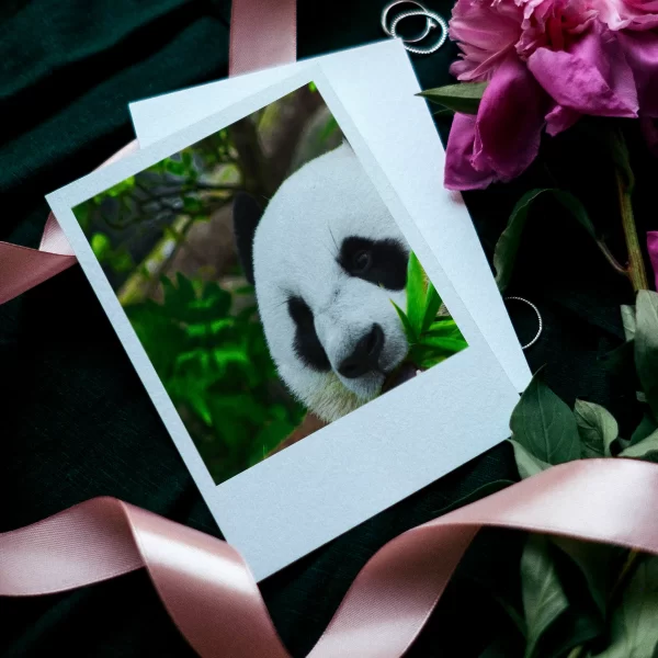 Panda Polaroids Set of 10