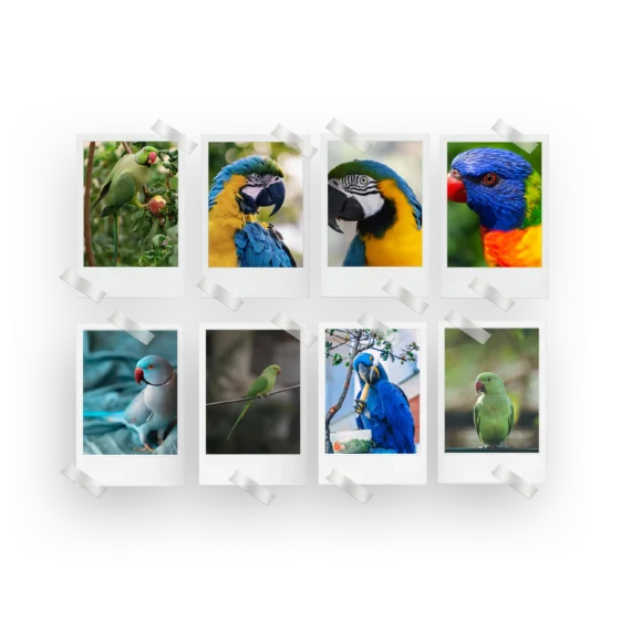 Parrots Polaroids Set of 8