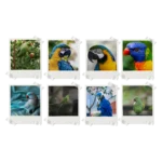 Parrots Polaroids Set of 8