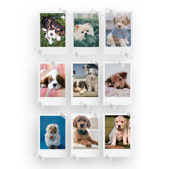 Puppies Polaroids Set of 9