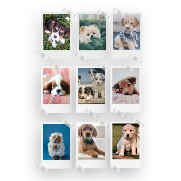 Puppies Prints Set of 9