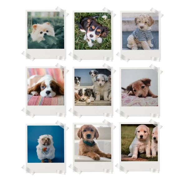 Puppies Prints Set of 9