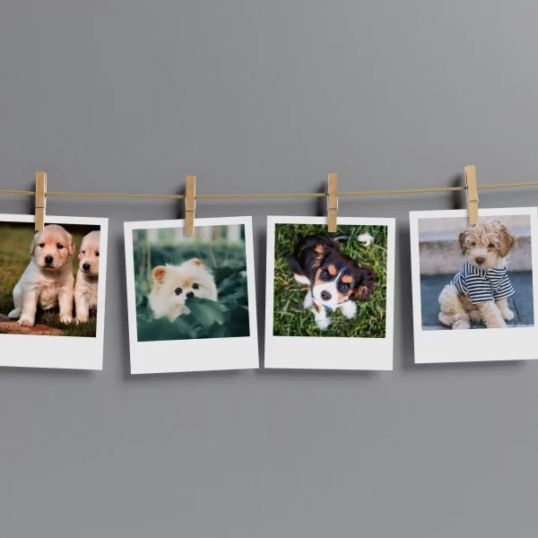 Puppies Prints Set of 9