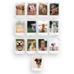 Dogs Prints Set of 13