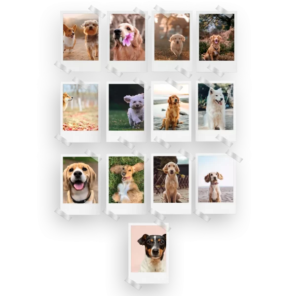 Dogs Prints Set of 13