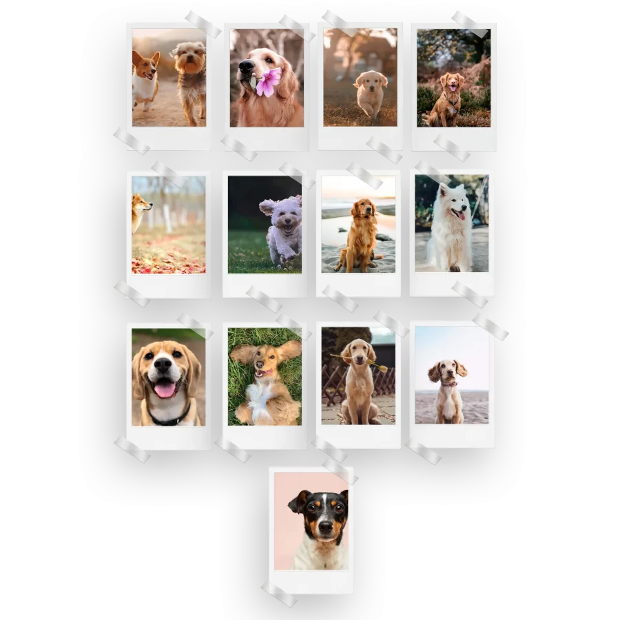 Dogs Polaroids Set of 13