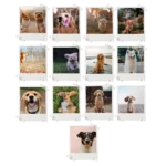 Dogs Prints Set of 13