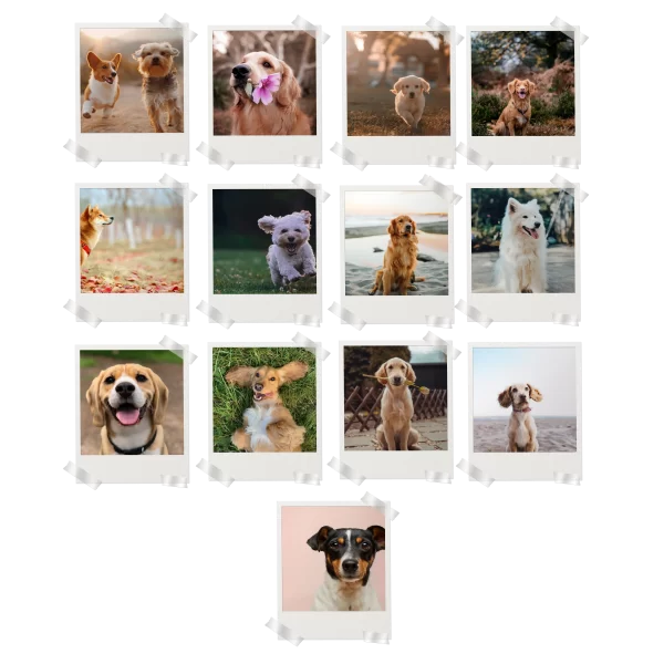 Dogs Prints Set of 13