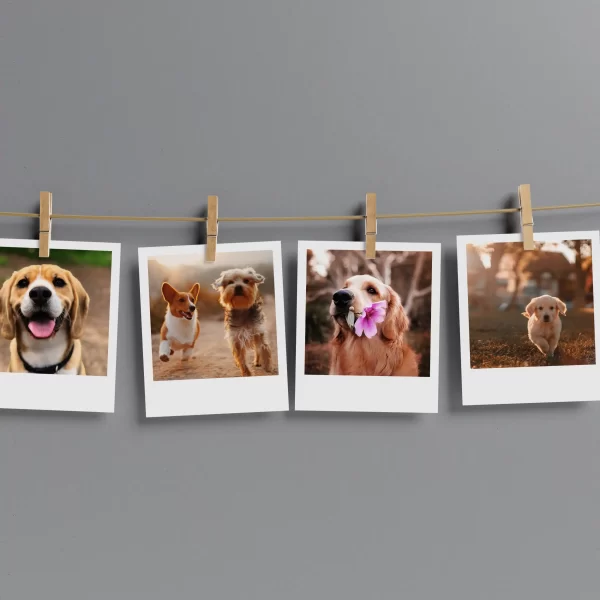 Dogs Prints Set of 13