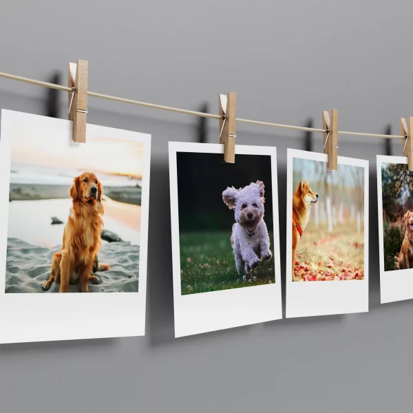 Dogs Prints Set of 13