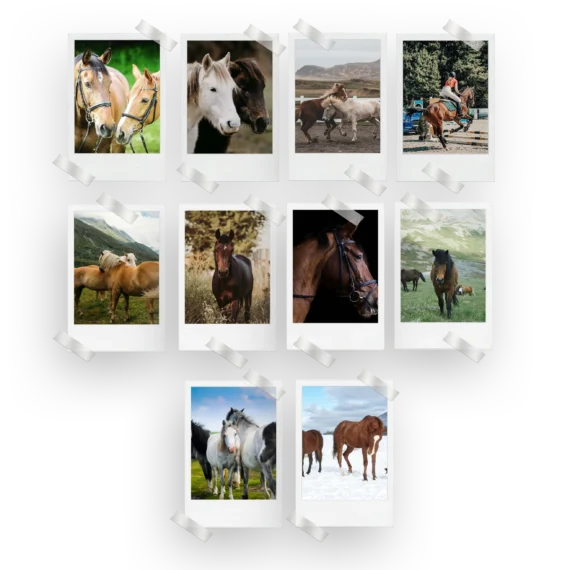 Horses Polaroids Set of 10