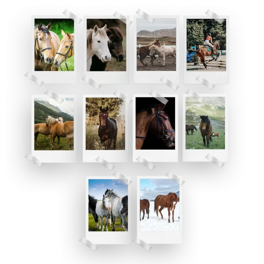 Horses Polaroids Set of 10