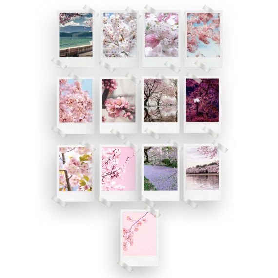 Cherry Blossom Polaroids Set of 13