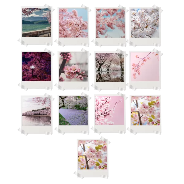 Cherry Blossom Prints Set of 13